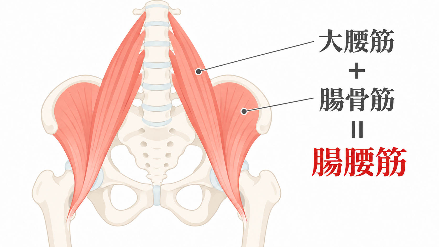 腰から骨盤を通り、太ももの骨につながる腸腰筋の位置